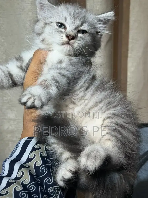 Purebred Persian Kitten - 1-3 Months Old - 1