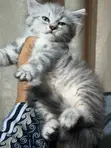 Purebred Persian Kitten - 1-3 Months Old - 1