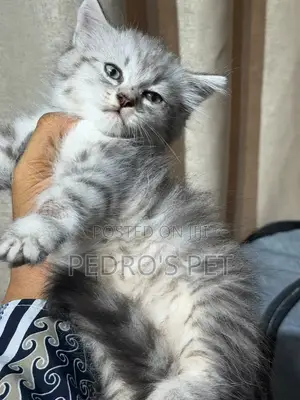 Purebred Persian Kitten - 1-3 Months Old