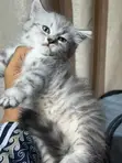 Purebred Persian Kitten - 1-3 Months Old - 2