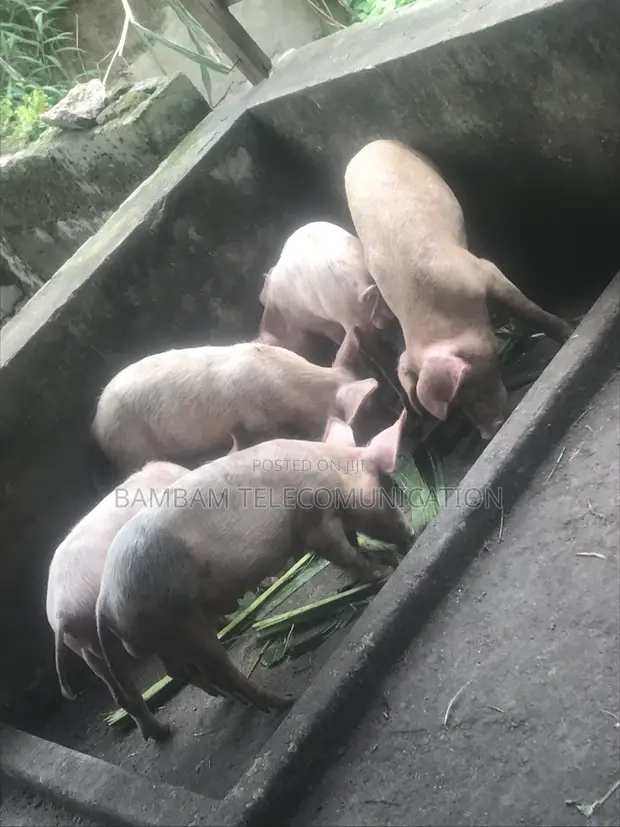 Grower Pigs for Sale - 1