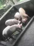 Grower Pigs for Sale - 1