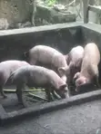 Grower Pigs for Sale - 2