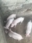 Grower Pigs for Sale - 3
