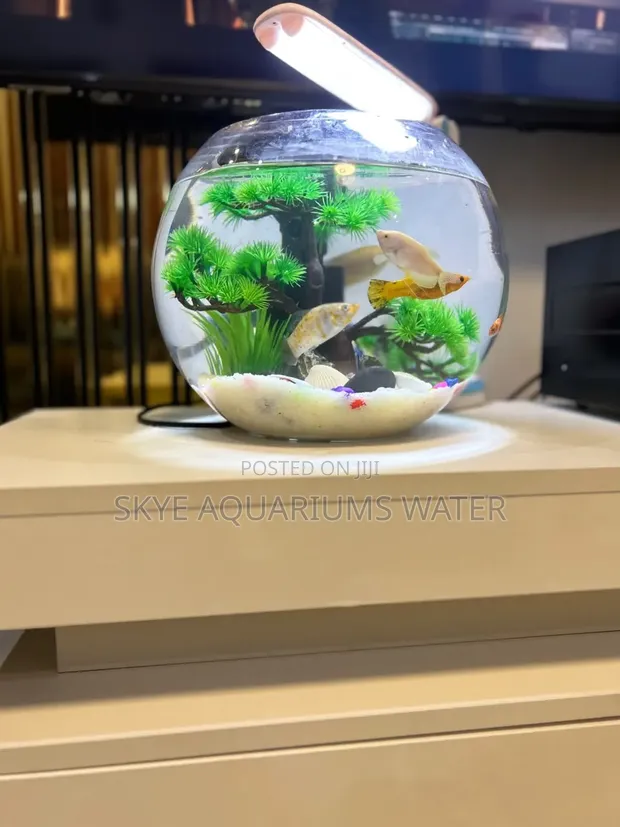 20 Litre Fish Bowl with Light - Complete Setup - 1