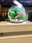 20 Litre Fish Bowl with Light - Complete Setup - 1