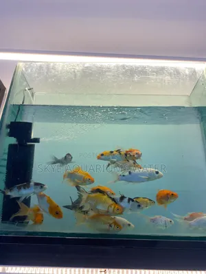 Kifin Zinare da Kifin Koi