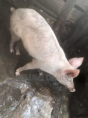Mature Large White Pig for Sale - Ibadan