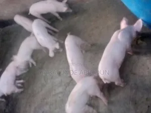 Pure TN70 Piglets for Breeding & Fattening