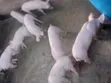 Pure TN70 Piglets for Breeding & Fattening - 1