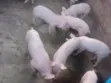 Pure TN70 Piglets for Breeding & Fattening - 2