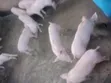 Pure TN70 Piglets for Breeding & Fattening - 3