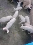 Pure TN70 Piglets for Breeding & Fattening - 4