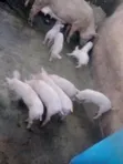 Pure TN70 Piglets for Breeding & Fattening - 5