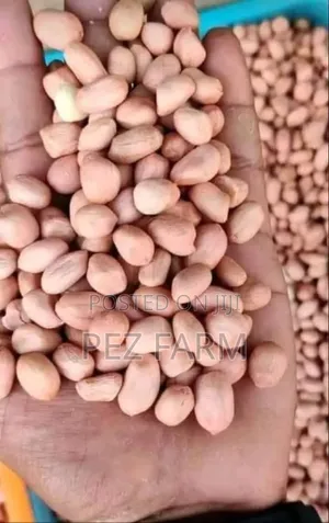 Bag of Groundnut (100kg)