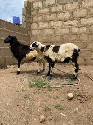 Rams for Sale - Larger Than Picture