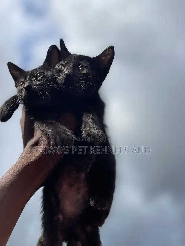Purebred Bombay Kitten - 1-3 Months Old - 1