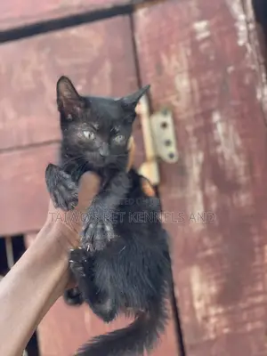 Purebred Bombay Kitten - 1-3 Months Old