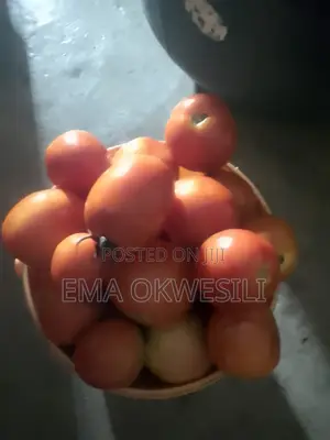 Fresh Ghana Tomatoes