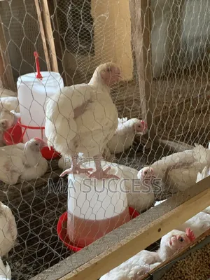 Healthy 9-Week Broilers for Sale