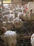 Healthy 9-Week Broilers for Sale - 2