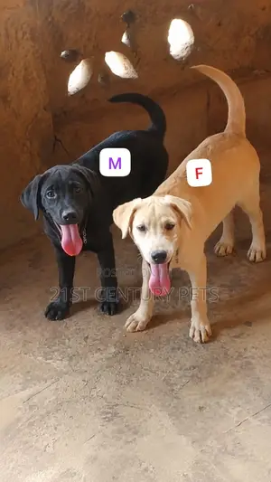 Purebred Female Labrador Retriever, 4 Months Old