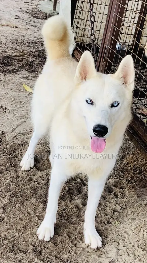 Siberian Husky Mai Tsarki - Namiji Mai Sama da Shekara 1 - 1