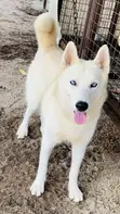 Siberian Husky Mai Tsarki - Namiji Mai Sama da Shekara 1 - 1