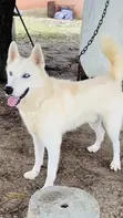 Siberian Husky Mai Tsarki - Namiji Mai Sama da Shekara 1 - 2