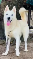 Siberian Husky Mai Tsarki - Namiji Mai Sama da Shekara 1 - 3