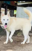 Siberian Husky Mai Tsarki - Namiji Mai Sama da Shekara 1 - 4