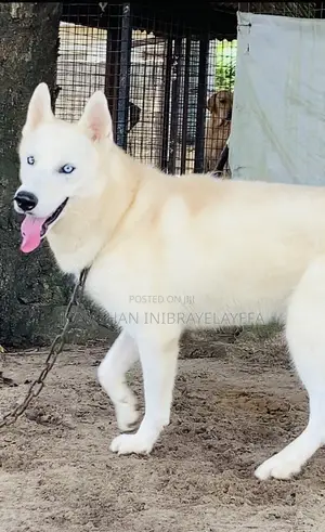Siberian Husky Mai Tsarki - Namiji Mai Sama da Shekara 1