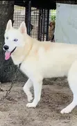 Siberian Husky Mai Tsarki - Namiji Mai Sama da Shekara 1 - 5