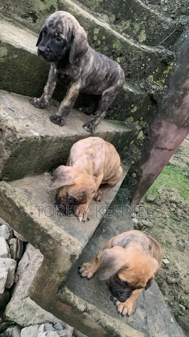Purebred Boerboel Puppies (Female, 1-3 Months) - 1