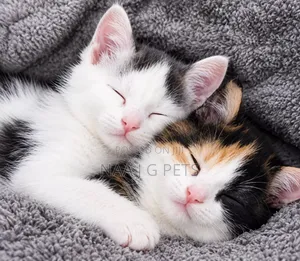 1-3 Months Male Purebred Exotic Kittens