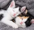 1-3 Months Male Purebred Exotic Kittens - 1