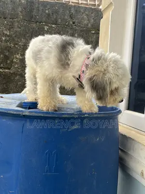 Female Lhasa Apso Puppy, 6-12 Months