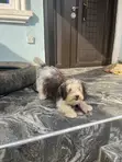 Female Lhasa Apso Puppy, 6-12 Months - 2