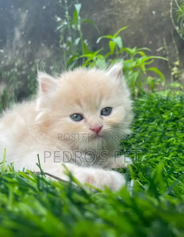 Purebred Persian Kitten - 1-3 Months Old - 1