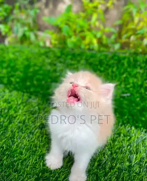 Kare-karen Persian Mai Tsarki - Watan 1-3