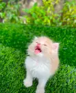 Kare-karen Persian Mai Tsarki - Watan 1-3 - 2
