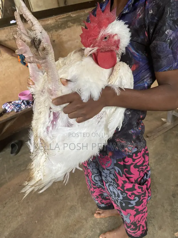 Live Broiler Chickens for Sale - 1