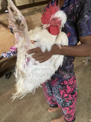Live Broiler Chickens for Sale
