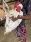Live Broiler Chickens for Sale - 1