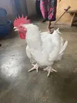 Live Broiler Chickens for Sale - 2