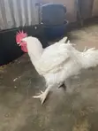 Live Broiler Chickens for Sale - 3