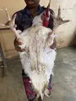 Live Broiler Chickens for Sale - 4