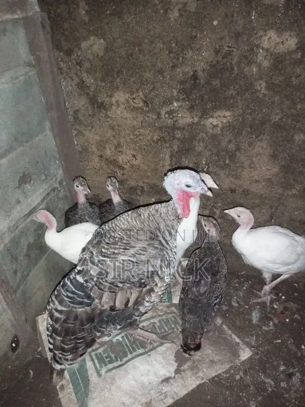 Poult Turkey (2 Months Old) - 1