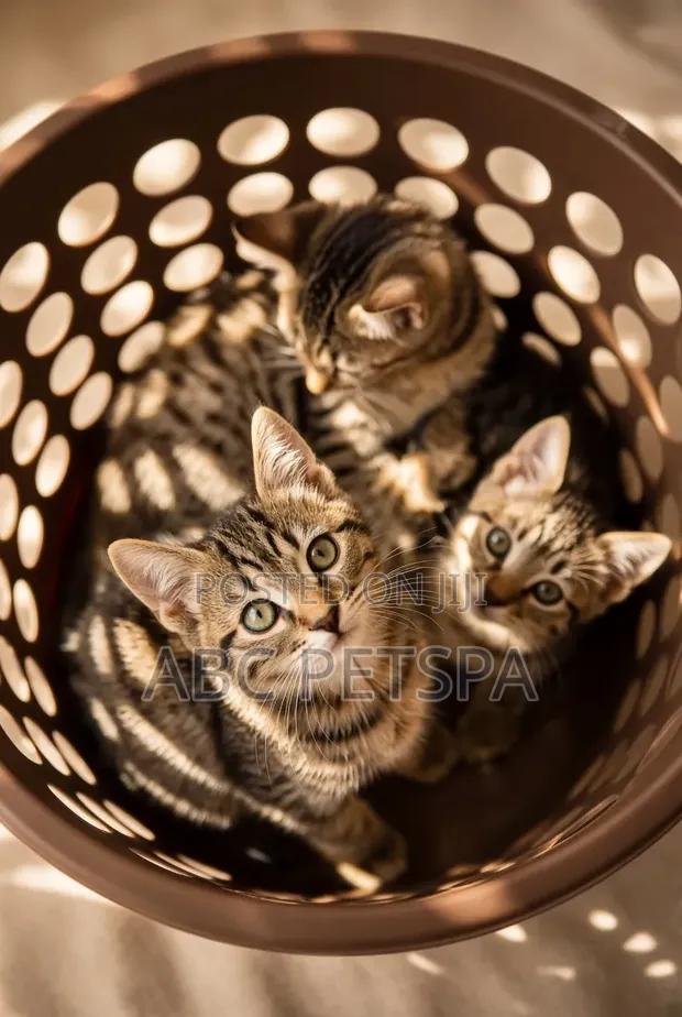 Female American Shorthair Kittens (1-3 Months) - 1