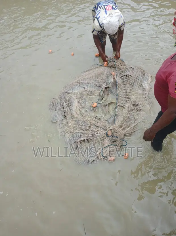 Catfish (Live/Smoked) - D-Levites Concepts - 1
